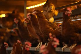 The outbreak was discovered on a farm near Wooler. (Photo by Nathan Stirk/Getty Images)