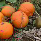 Pumpkins attract rats and disrupt fungi, the 
Ring of Gullion and Cooley Red Squirrel Group have advised.