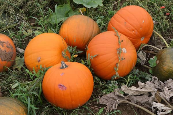 Pumpkins attract rats and disrupt fungi, the 
Ring of Gullion and Cooley Red Squirrel Group have advised.
