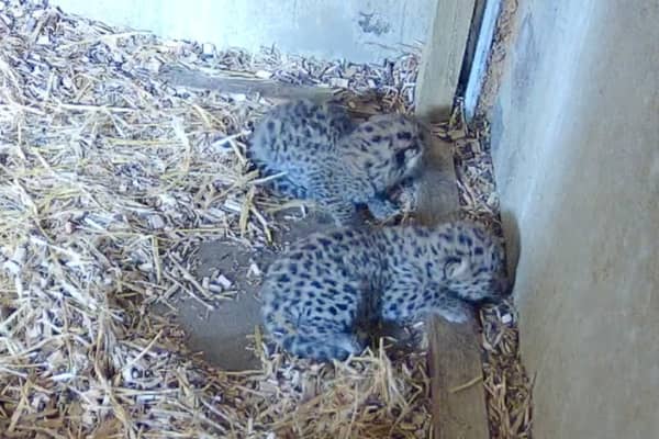 Amur Leopards born at wildlife park