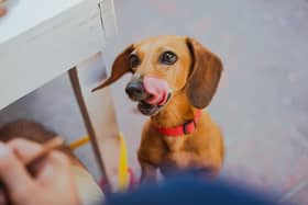 Is your dog addicted to attention? - Animal News Agency