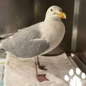 The infamous Croke Park seagull. Pic: Kildare Wildlife Rescue.