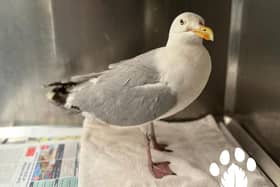 The infamous Croke Park seagull. Pic: Kildare Wildlife Rescue.