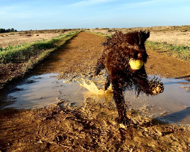Shelina Duke says that the popular cockapoo breed is often misunderstood - Animal News Agency
