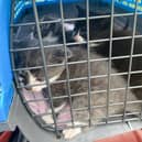 The kittens which were found dumped in Newry.