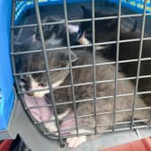 The kittens which were found dumped in Newry.