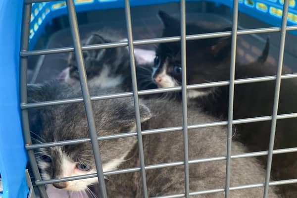 The kittens which were found dumped in Newry.