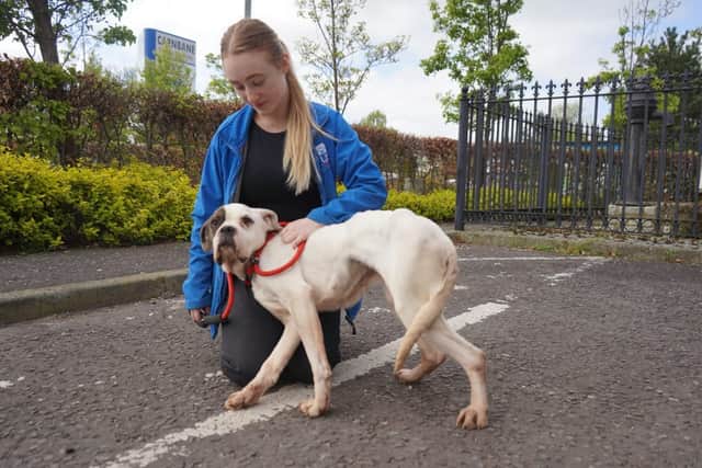 The dog is now on the road to better health thanks to the charity's help.