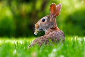 Hop on down to the Buttercrane this Easter!