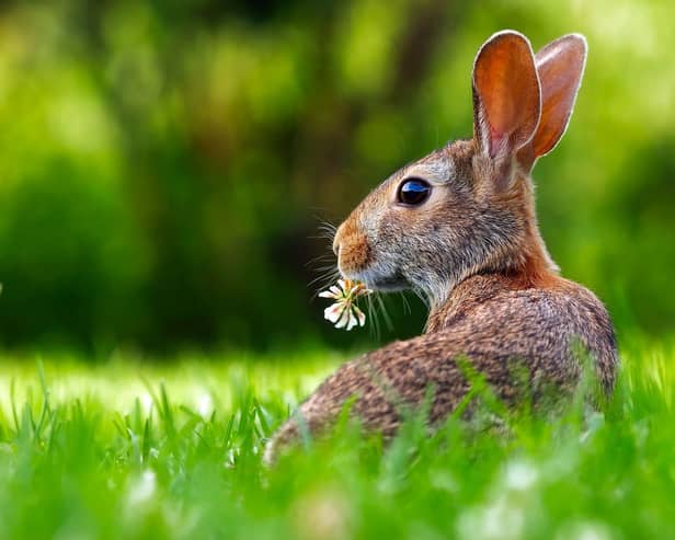 Hop on down to the Buttercrane this Easter!