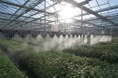 Its ultra-efficient tree nursery in Fife is the world’s first to be verified carbon-negative