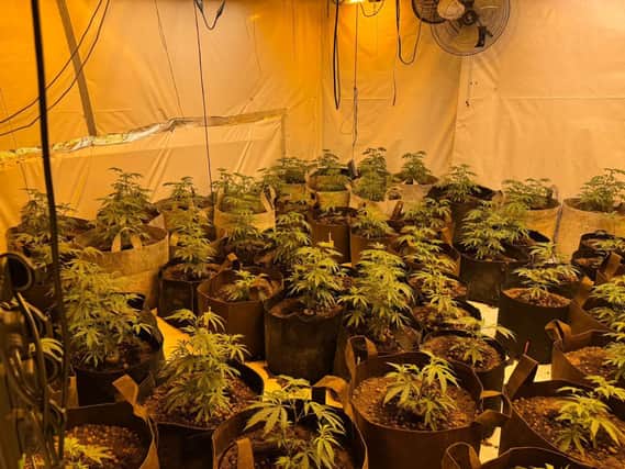 A quantity of the suspected cannabis, with an estimated street value of £250,000, discovered by police in Newry on Monday 7th October.