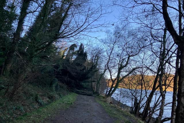 Storm damage in Castlewellan Forest Park.