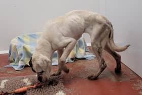 A severely malnourished boxer dog which came to the USPCA after being physically thrown out of a moving car close to Newry.