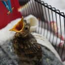 While spring brings new life, it is also a vulnerable time for nesting birds.