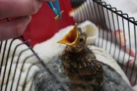 While spring brings new life, it is also a vulnerable time for nesting birds.