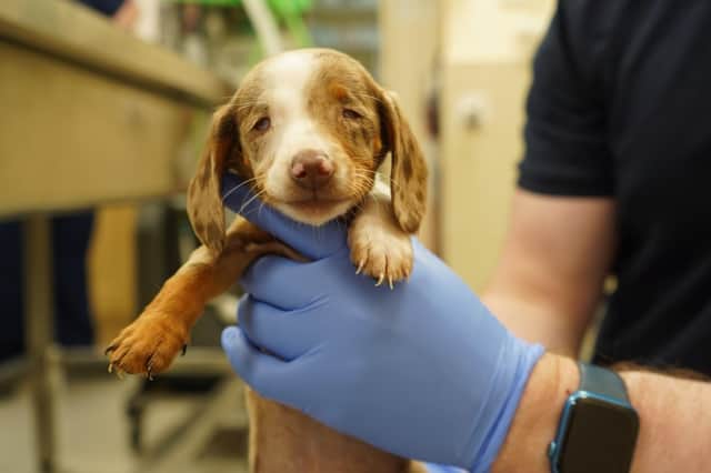 Bumper is just the latest animal admitted to the USPCA requiring vital veterinary treatment before being able to be rehomed.