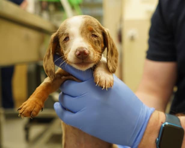 Bumper is just the latest animal admitted to the USPCA requiring vital veterinary treatment before being able to be rehomed.