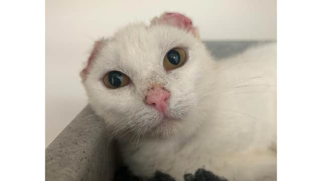 Three-year-old Corina has had an operation on her ears.