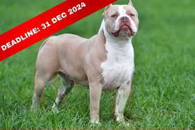 For XL Bully dogs to be eligible for exemption they must be microchipped, licensed and have third-party insurance.
