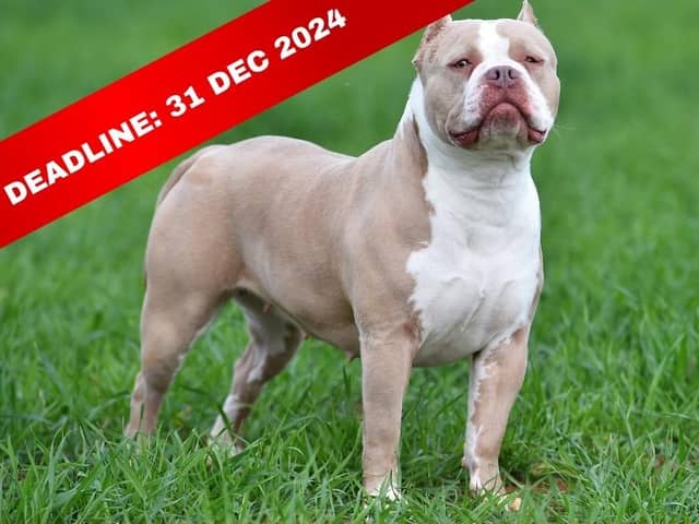 For XL Bully dogs to be eligible for exemption they must be microchipped, licensed and have third-party insurance.