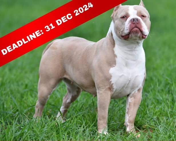 For XL Bully dogs to be eligible for exemption they must be microchipped, licensed and have third-party insurance.